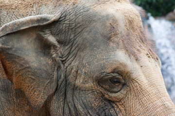 Elephant's wrinkled eye