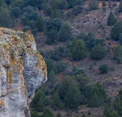 BUITRE LEONADO - GRIFFON VULTURE (Gyps fulvus), Calatañazor village, Soria province, Castilla y Leon, Spain, Europe
