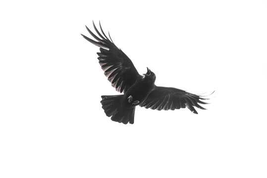 Isolated carrion crow in flight with fully open wings