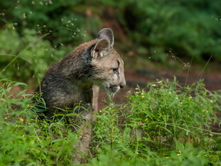Close-up portrait of a very young cute cougar in a forest undergrowth. Also known as puma, mountain lion, red tiger and catamount. Puma concolor.