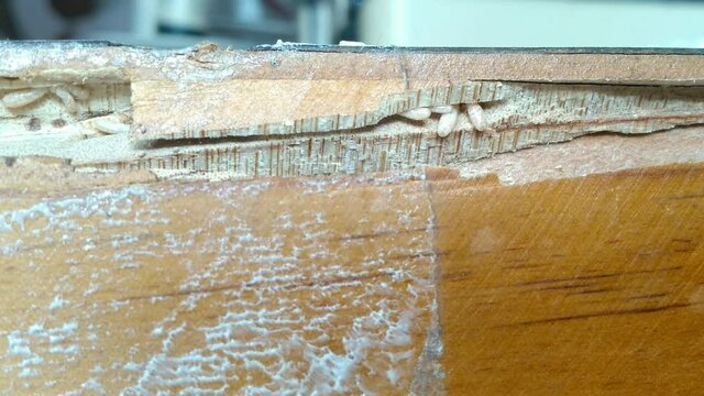Drywood termites, live mainly in dry wood.