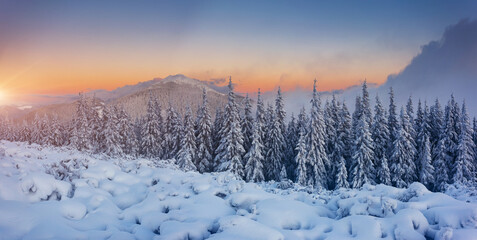 Idyllic view of spruces covered in snow. Frosty day, exotic wintry scene.