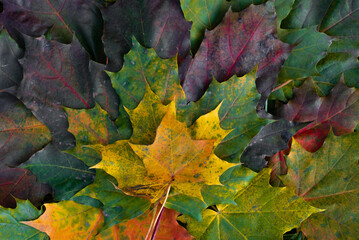 autumn colorful maple leaves close up
