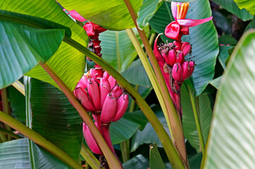 Pink velvet bananas (Musa velutina)