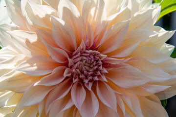 Fototapeta premium Close-up of a peach dahlia flower