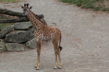 Giraffe outdoors in the sunlight