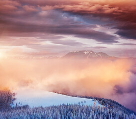 Fototapeta premium Idyllic view of spruces covered in snow. Frosty day, exotic wintry scene.