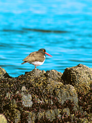 seagull on the rocks