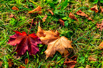 colorful leaves in the autum