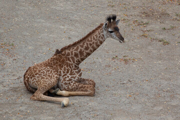 Giraffe with spots outdoors