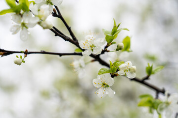 Apple tree blooming in spring with white flowers, close-up, tinted image, spring flowers selective focus