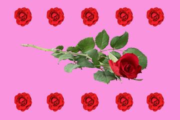 beautiful red roses on color blurred background - flat lay concept