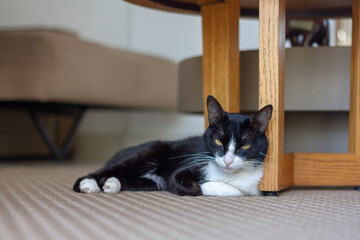 Sick black and white cat in the living room