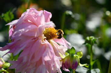 Wildbiene beim Nektar sammeln