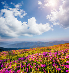 Fototapeta premium Awesome pink rhododendron flowers in summer alpine valley.