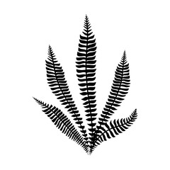 Black fern leaves vector. Isolated black on white. Minimalist Tropical leaf. Trend Botanical outline. Vector illustration