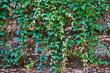 Hanging plants on stone wall, Rio, Brazil 