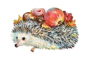 Watercolor hedgehog carries an apple with a mushrooms and leaves on his back  isolated on white background. Design element. Copy space.