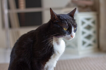Sick black and white cat in the living room