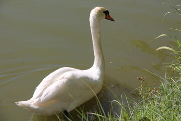 swan on the lake