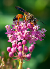 Golden Wasp On Pink Flowers Close up
