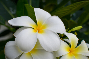 close up of plumeria against green leaf