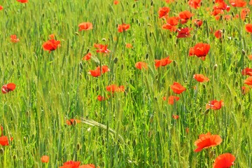 Beautiful field with bright red poppy flowers and green wheat. Uncultivated field with poppy flowers and green grass. Summer background 