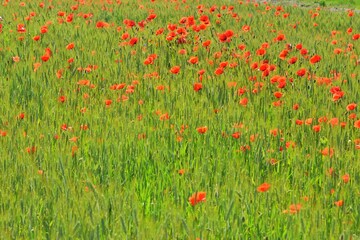 Beautiful field with bright red poppy flowers and green wheat. Uncultivated field with poppy flowers and green grass. Summer background 