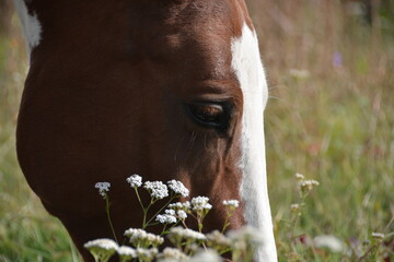 horse and foal