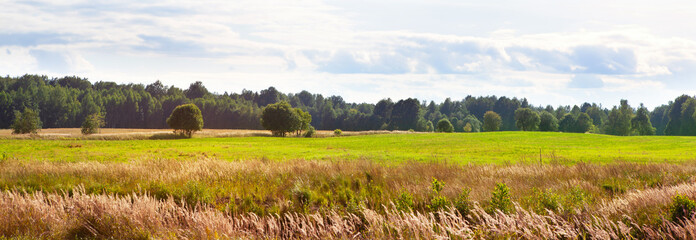 Fototapeta premium Field landscape with meadow grasses, forest in the background, blue sky.