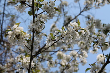 blooming tree in spring