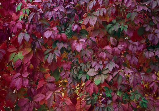 Ivy with colorful leaves at autumn, shalow depth of sharpness