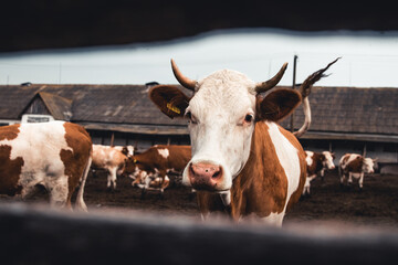 Cows on the form. Milk production. Household animals.