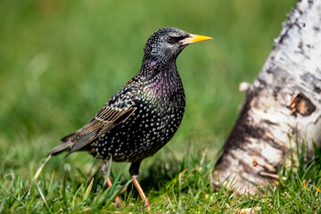 Common starling (Sturnus vulgaris) in the garden in spring.