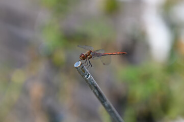 Libelle