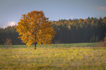 Herbstlandschaft mit Baum Laubf&auml;rbung