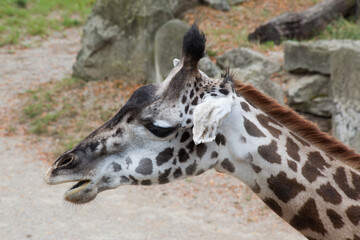 Giraffe with spots outdoors