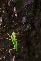 Close-up photo of the Great green bush-cricket sitting on tree trunk in magnificent lighting. Tettigonia viridissima.