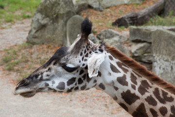 Giraffe outdoors in the sunlight