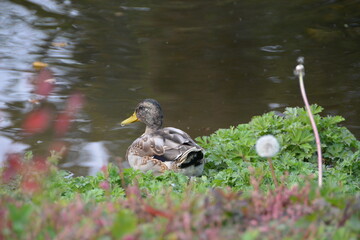 duck and ducklings