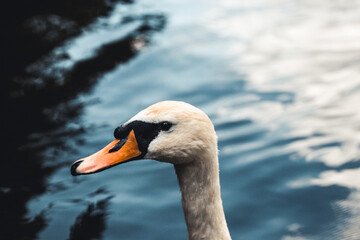 Mute swan and ducks in the background. Taken in Prater, Vienna. The lake used to be a billabong of the Danube river.