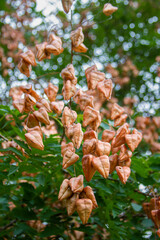 Brownish plant organ partly in focus, in front of blurred green leaves.