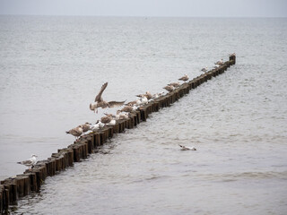 large flock of birds flies over the Baltic Sea