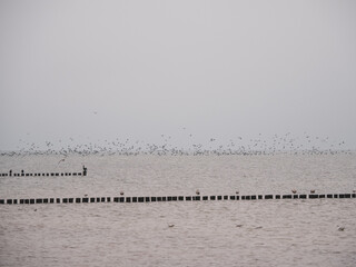 large flock of birds flies over the Baltic Sea