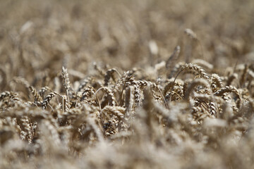 Fototapeta premium Korn kurz vor der Ernte