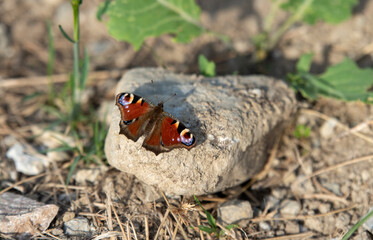 Butterfly sunbathing on a stone