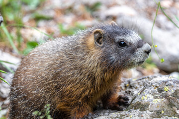 Yellow-bellied Marmot (Marmota flaviventris), Yellowstone National Park