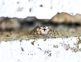 Jumping Spider Between Bricks 