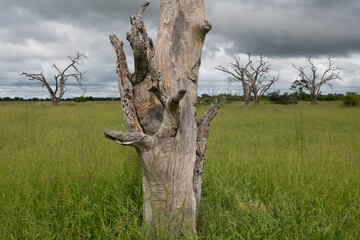 Savuti Marsh, Chobe National Park, Botswana