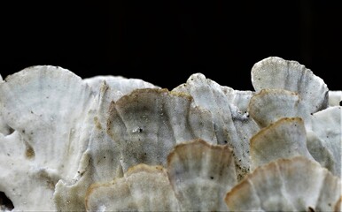 Shelf Fungus